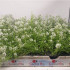 comprar aliso lobularia maritima bandeja semillero