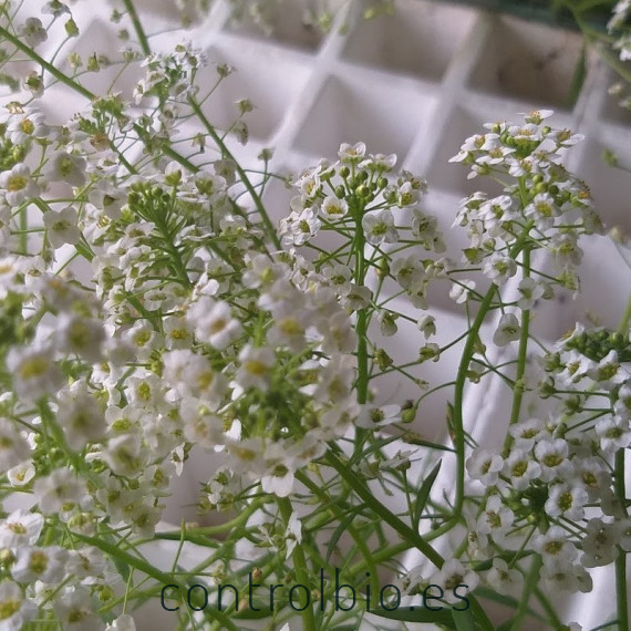 comprar aliso lobularia maritima bandeja semillero