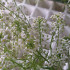 comprar aliso lobularia maritima bandeja semillero