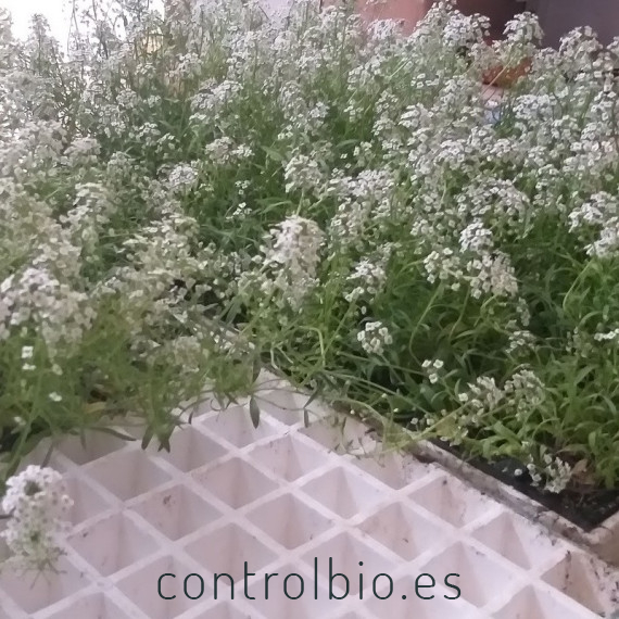 comprar aliso lobularia maritima bandeja semillero