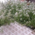 comprar aliso lobularia maritima bandeja semillero