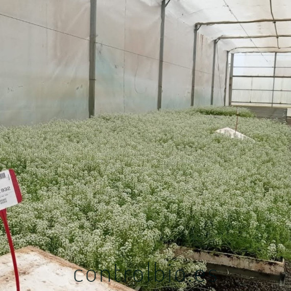 comprar aliso lobularia maritima bandeja semillero