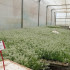 comprar aliso lobularia maritima bandeja semillero