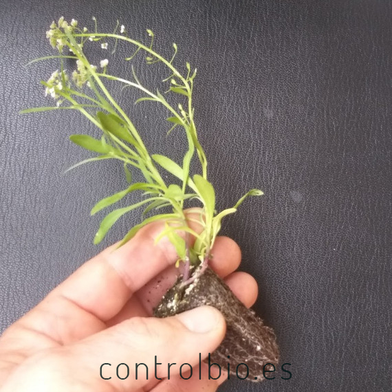 comprar aliso lobularia maritima bandeja semillero