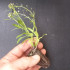 comprar aliso lobularia maritima bandeja semillero