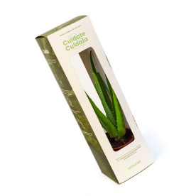 ALOE VERA  planta en estuche individual