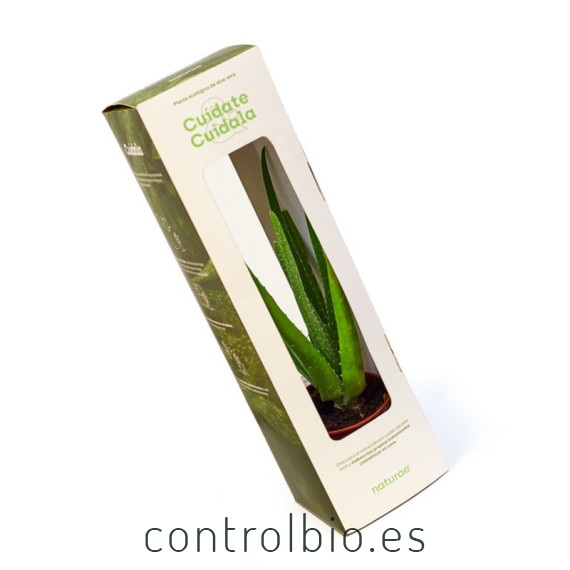 ALOE VERA  planta en estuche individual