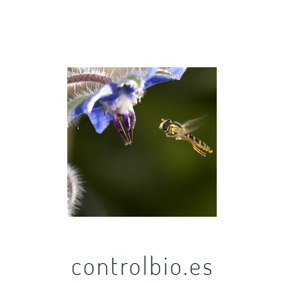 Borraja planta insectaria