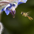 Borraja planta insectaria