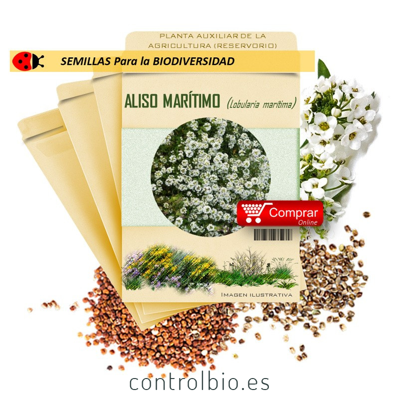 LOBULARIA MARITIMA sobre de 1 gramo