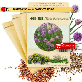 CEBOLLINO Allium shoenoprasum  semilla x 1 g