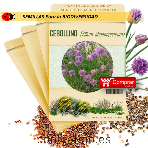CEBOLLINO Allium shoenoprasum  semilla x 1 g