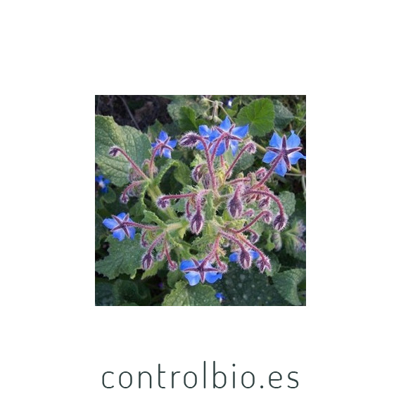 Borraja planta insectaria