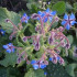 Borraja planta insectaria