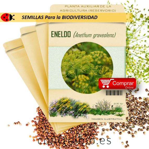ENELDO Anethum graveolens semillas x 1 g