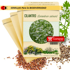 ENELDO Anethum graveolens semillas x 1 g