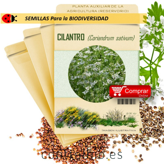 ENELDO Anethum graveolens semillas x 1 g