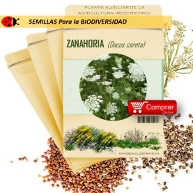 ZANAHORIA Dacus carota semillas x 1 g