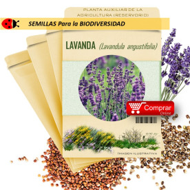 LAVANDA Lavandula officinalis semillas
