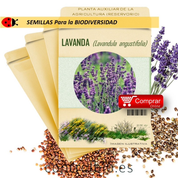 LAVANDA Lavandula officinalis semillas