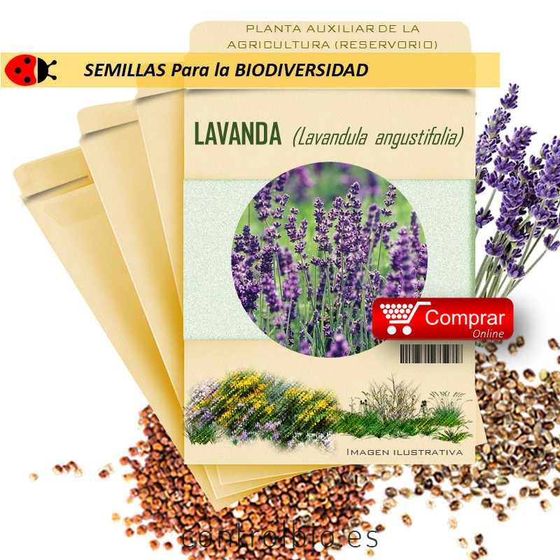 LAVANDA Lavandula officinalis semillas