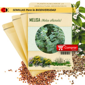 MELISA Melisa officinalis semillas x 1 g