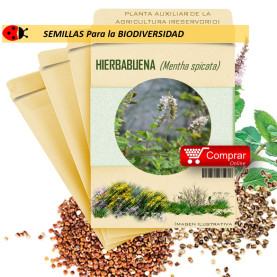 HIERBA BUENA Mentha spicata semillas x 1 g