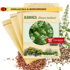 ALBAHACA Ocymum basilicum semillas x 1 g