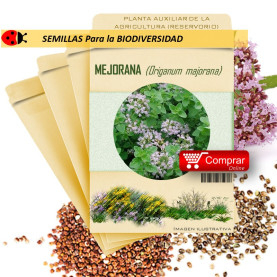 MEJORANA Ocymum basilicum semillas x 1 g