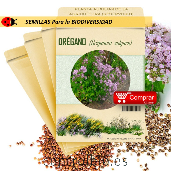 ORÉGANO Origanum vulgare semillas