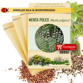 POLEO MENTA Mentha puligeum semillas
