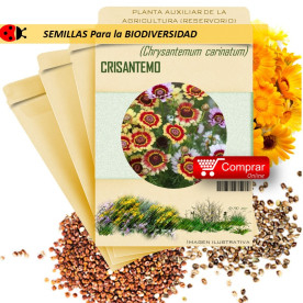 CRISANTEMO Chrysantemum carinatum semillas