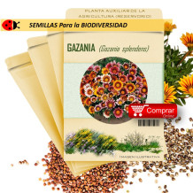 GAZANIA G. splendens semillas