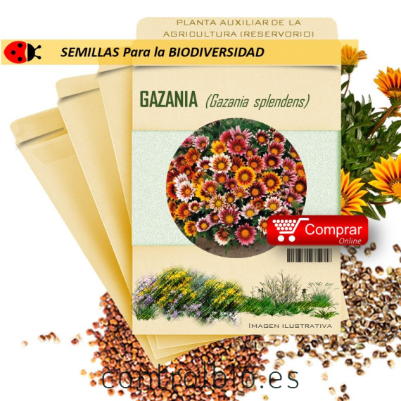 GAZANIA G. splendens semillas