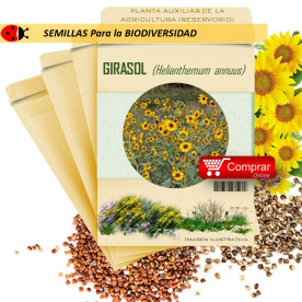 GIRASOL Helianthemum annuus semillas
