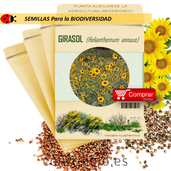 GIRASOL Helianthemum annuus semillas