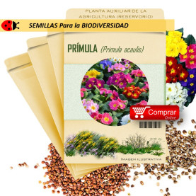 PRÍMULA P. acaulis semillas