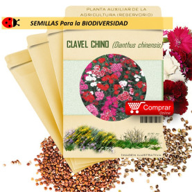 CLAVEL CHINO Dianthus chinensis semillas