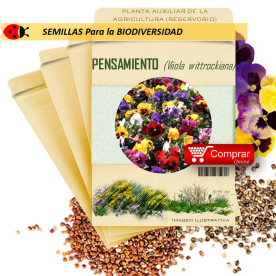PENSAMIENTO Viola wittrockiana semillas