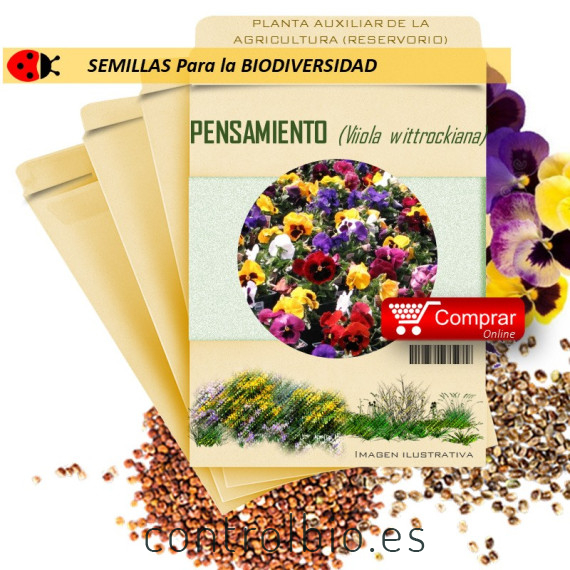 PENSAMIENTO Viola wittrockiana semillas