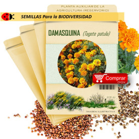 DAMASQUINA Tagete patula semillas