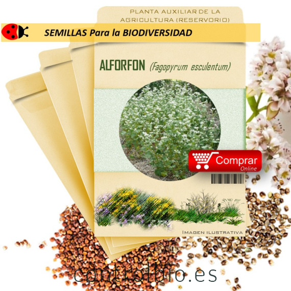 TRIGO SARRACENO Fagopyrum esculentum x 100 g
