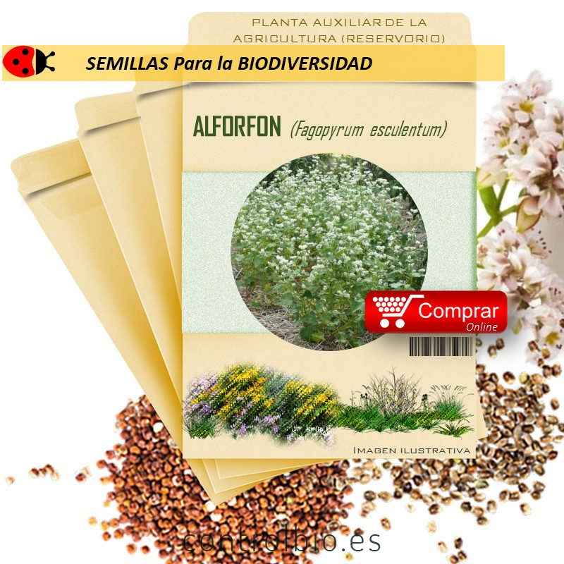 TRIGO SARRACENO Fagopyrum esculentum semillas x 100 g