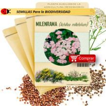 MILENRAMA Achillea millefolium semillas x 10 g