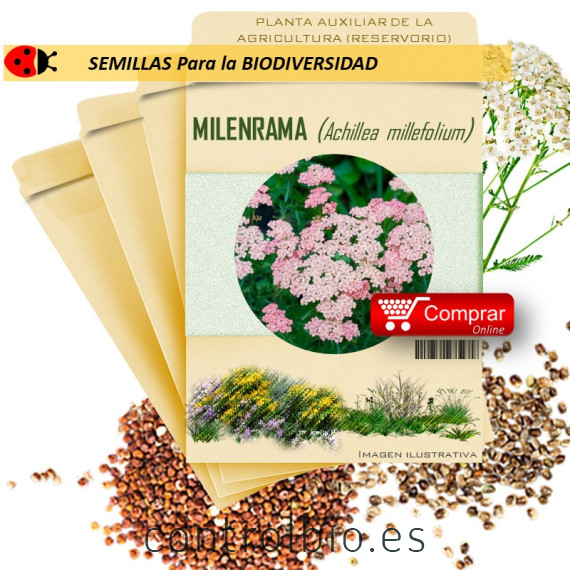MILENRAMA Achillea millefolium semillas x 10 g