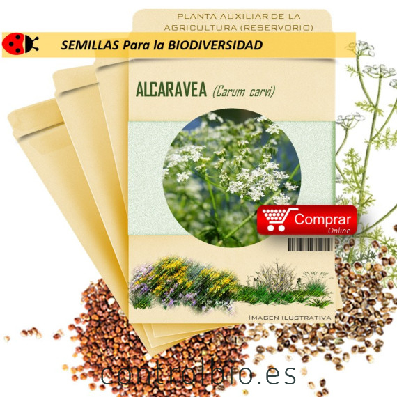 ALCARAVEA Carum carvi semillas x 10 g