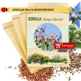 Borraja planta insectaria
