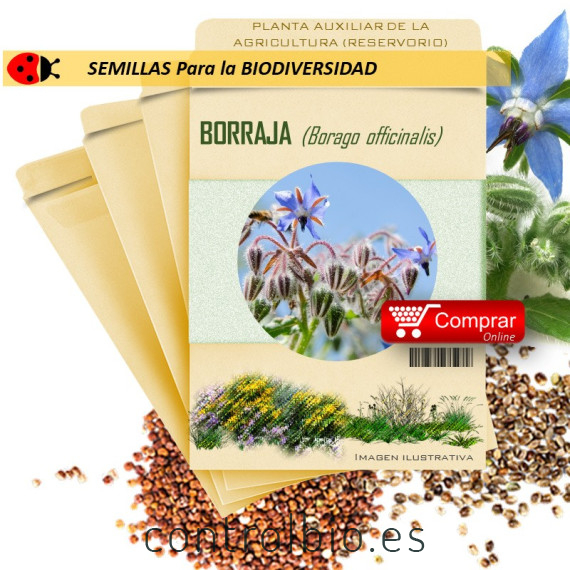 Borraja planta insectaria