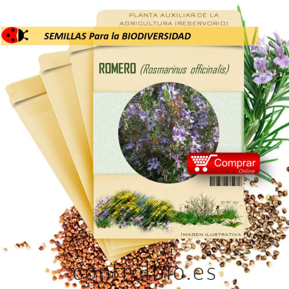 ROMERO Rosmarinus officinalis semillas x 1 g