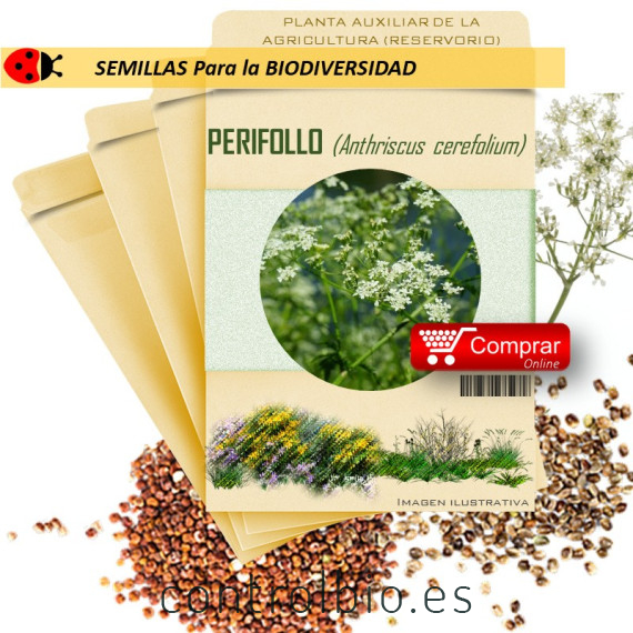PERIFOLLO Anthriscus cerefolium semillas x ,5 g